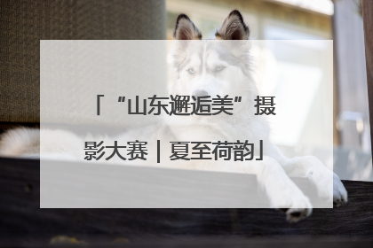 “山东邂逅美”摄影大赛｜夏至荷韵