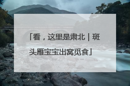 看，这里是肃北｜斑头雁宝宝出窝觅食
