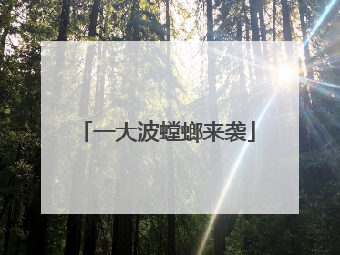 一大波螳螂来袭