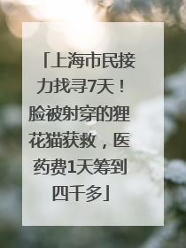 上海市民接力找寻7天！脸被射穿的狸花猫获救，医药费1天筹到四千多
