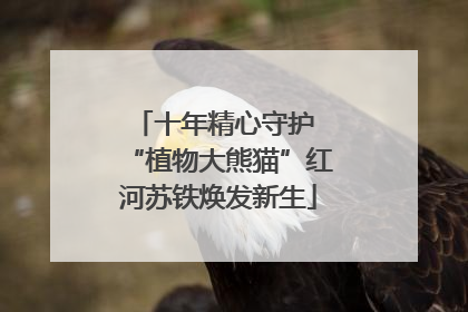 十年精心守护 “植物大熊猫”红河苏铁焕发新生
