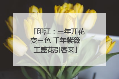 印江：三年开花变三色 千年紫薇王盛花引客来