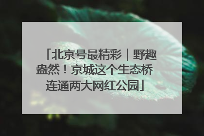 北京号最精彩｜野趣盎然！京城这个生态桥连通两大网红公园