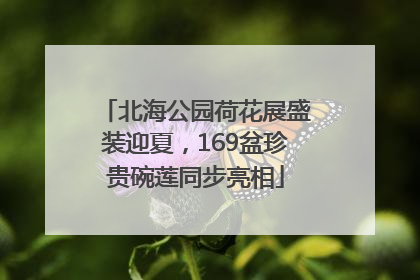 北海公园荷花展盛装迎夏，169盆珍贵碗莲同步亮相