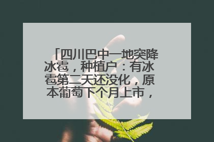 四川巴中一地突降冰雹，种植户：有冰雹第二天还没化，原本葡萄下个月上市，现在全被打落