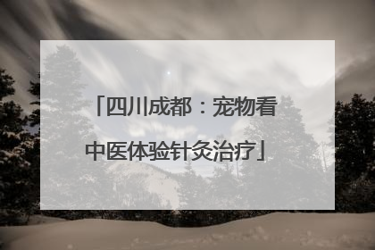 四川成都：宠物看中医体验针灸治疗