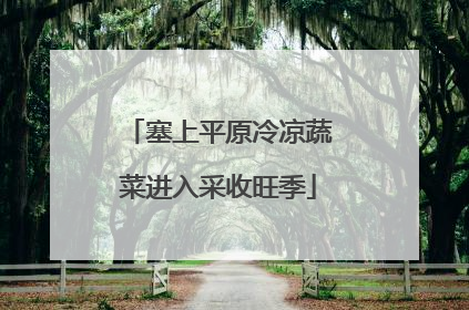 塞上平原冷凉蔬菜进入采收旺季