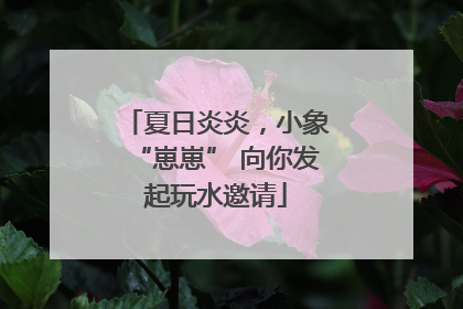 夏日炎炎，小象“崽崽” 向你发起玩水邀请