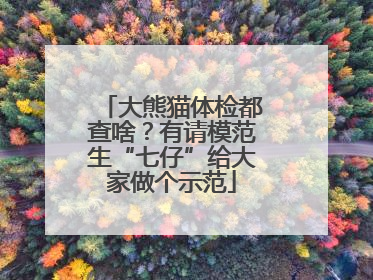 大熊猫体检都查啥？有请模范生“七仔”给大家做个示范