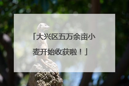 大兴区五万余亩小麦开始收获啦！