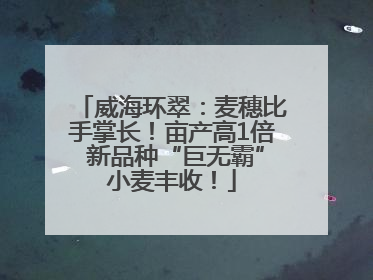威海环翠：麦穗比手掌长！亩产高1倍 新品种“巨无霸”小麦丰收！