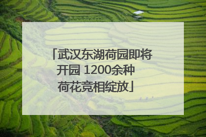 武汉东湖荷园即将开园 1200余种荷花竞相绽放