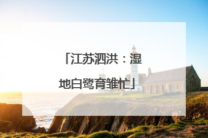江苏泗洪：湿地白鹭育雏忙