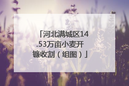 河北满城区14.53万亩小麦开镰收割（组图）