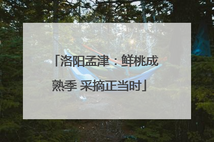 洛阳孟津：鲜桃成熟季 采摘正当时