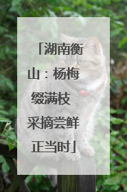 湖南衡山：杨梅缀满枝 采摘尝鲜正当时