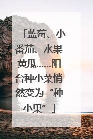 蓝莓、小番茄、水果黄瓜……阳台种小菜悄然变为“种小果”