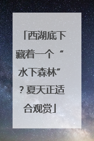 西湖底下藏着一个“水下森林”？夏天正适合观赏