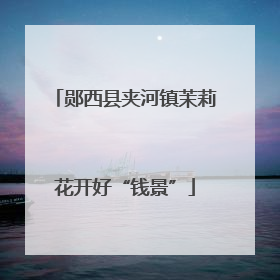 郧西县夹河镇茉莉花开好“钱景”