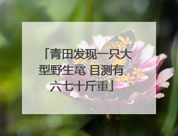 青田发现一只大型野生鼋 目测有六七十斤重