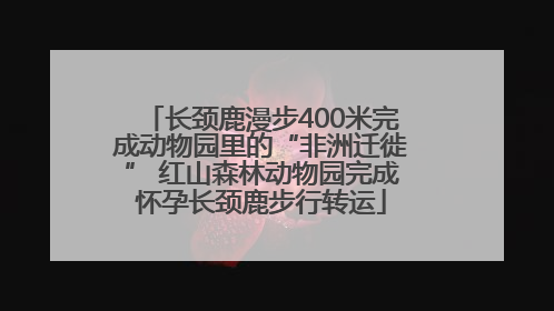 长颈鹿漫步400米完成动物园里的“非洲迁徙” 红山森林动物园完成怀孕长颈鹿步行转运