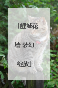 鲤城花墙 梦幻绽放