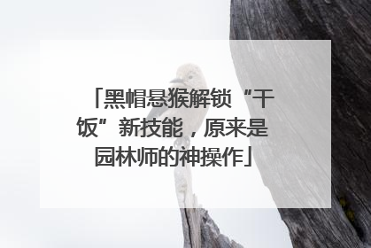 黑帽悬猴解锁“干饭”新技能，原来是园林师的神操作