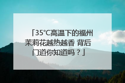 35℃高温下的福州茉莉花越热越香 背后门道你知道吗？