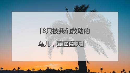 8只被我们救助的鸟儿，重回蓝天